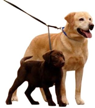 Dog Leashes for Two Dogs without Tangle.